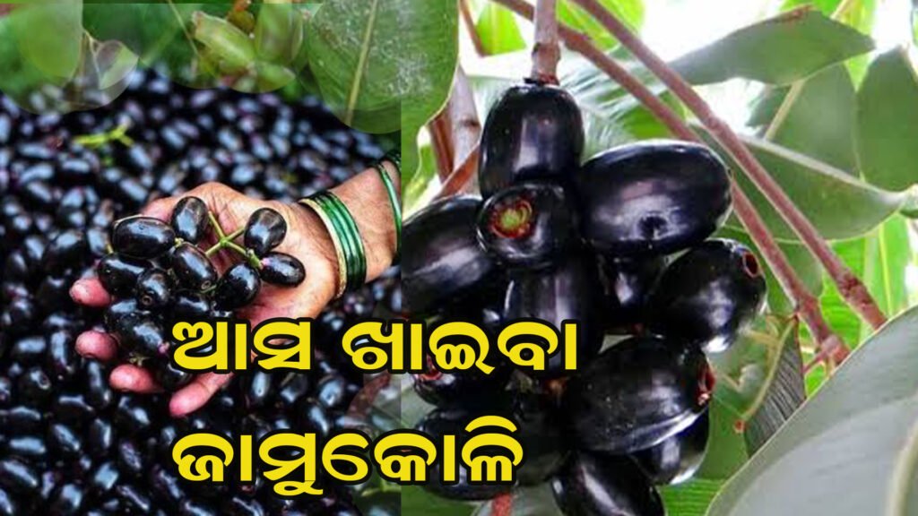 ସ୍ୱାସ୍ଥ୍ୟ ପାଇଁ ଜାମୁକୋଳି ଲାଭଦାୟକ