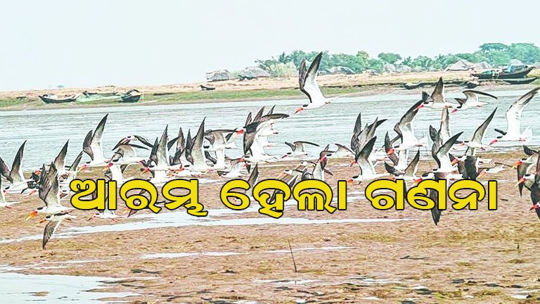 ପକ୍ଷୀଙ୍କ କଳରବରେ କମ୍ପୁଛି ଭିତରକନିକା : ମୈଦାନକୁ ଓହ୍ଲାଇଲେ ୪ଟି ଟିମ୍‌