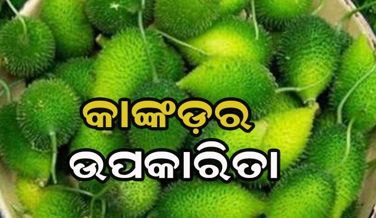 କଣ୍ଟା ଭଳି ଦିଶୁଥିବା ଏହି ପରିବାରେ ରହିଛି ଅନେକ ଗୁଣ